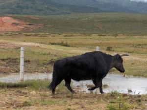 2004-YUNNAN-Buffle.jpg 2004-YUNNAN-Buffle.jpg